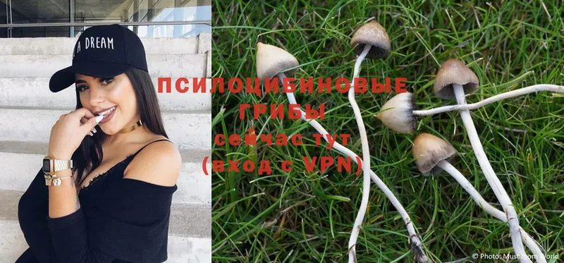 Псилоцибиновые грибы Magic Shrooms  сколько стоит  Высоковск 